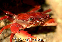 Hawaiian Swimming Crab shot this morning. Photo shoot onl... by Glenn Poulain 